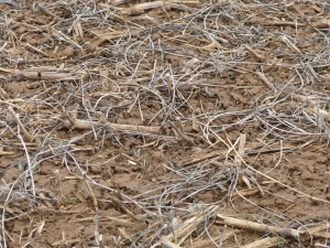 Soybean residue (what's left after the bean is harvested) has a low carbon to nitrogen ratio and breaks down quickly leaving soil exposed to the impact of raindrops.