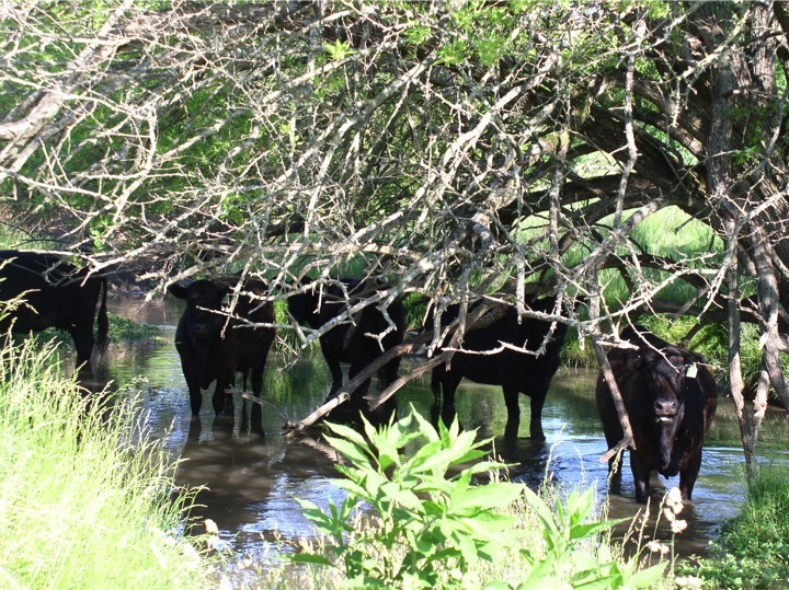 Cattle in streams destroy Brook Trout habitat