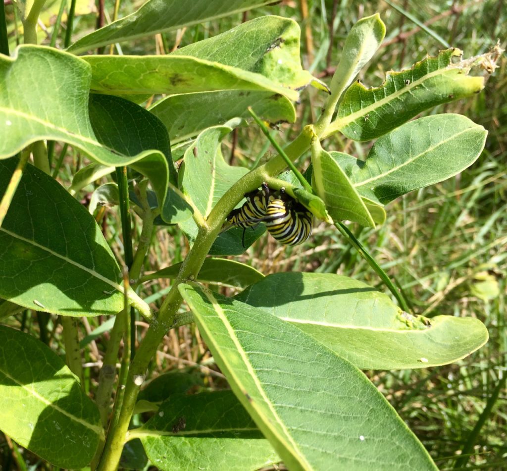 Monarch caterpillars eat only Milkweed leaves.