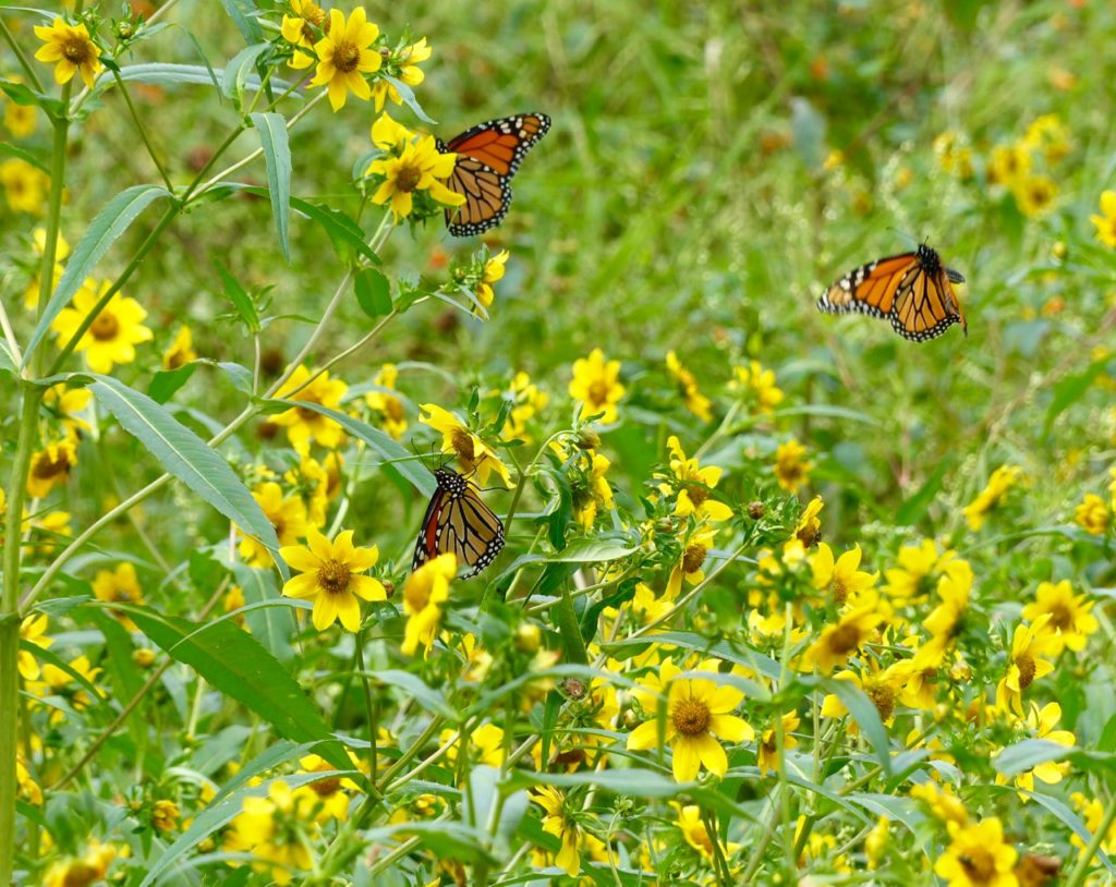 Bur Marigold provides nectar for many pollinators including these Monarch butterflied