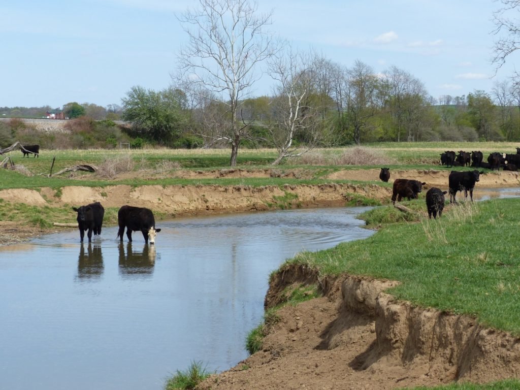 Cattle destroy streams
