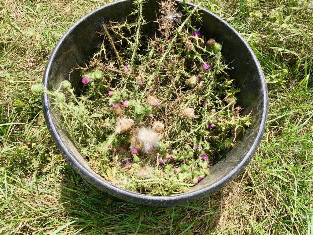 Bull Thistle seed heads