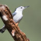 Loudoun Wildlife, PVAS Host Christmas Bird Counts