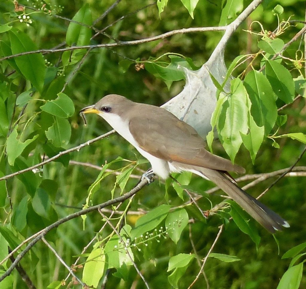 Yellow-billed Cuckoo at the river.