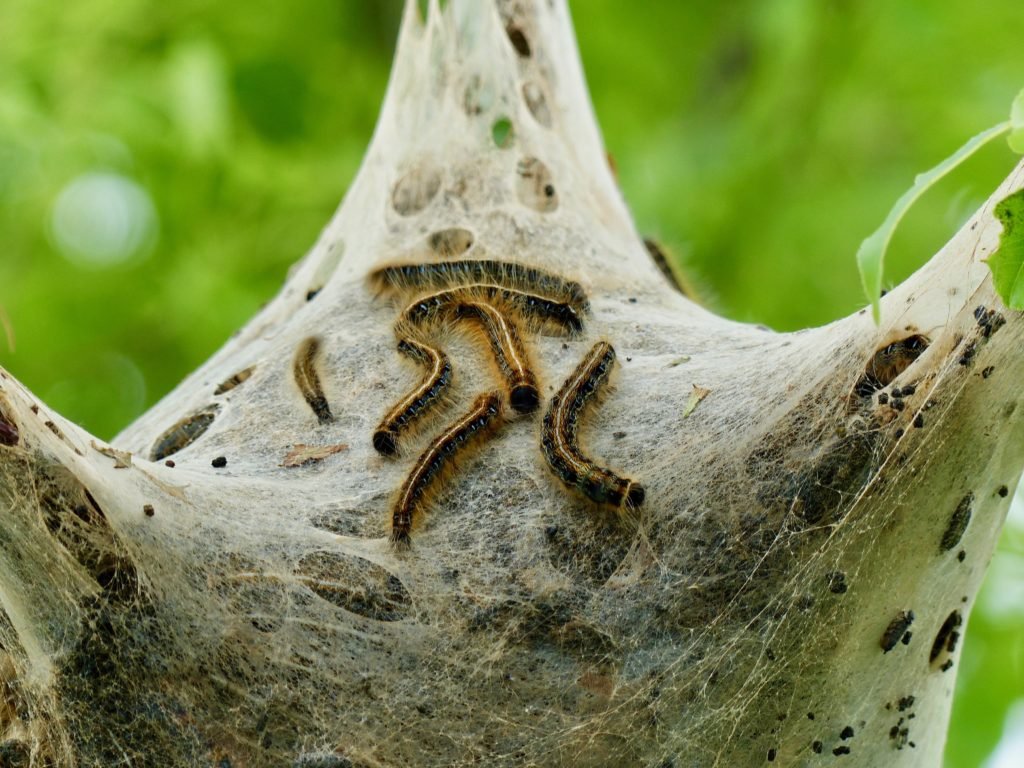 Eastern Tent Caterpillars are a favorite food of the Yellow-billed Cuckoo.
