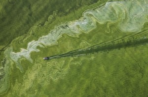 Lake Erie phosphorus algae bloom. Photo by Peter Essick of National Geographic.