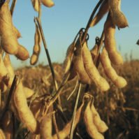 The United States is the world's leading soybean producer and exporter.