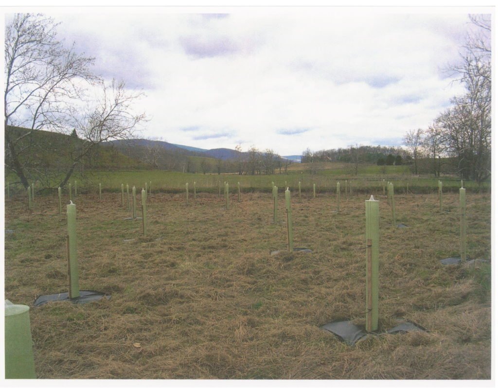 CREP tree planting.