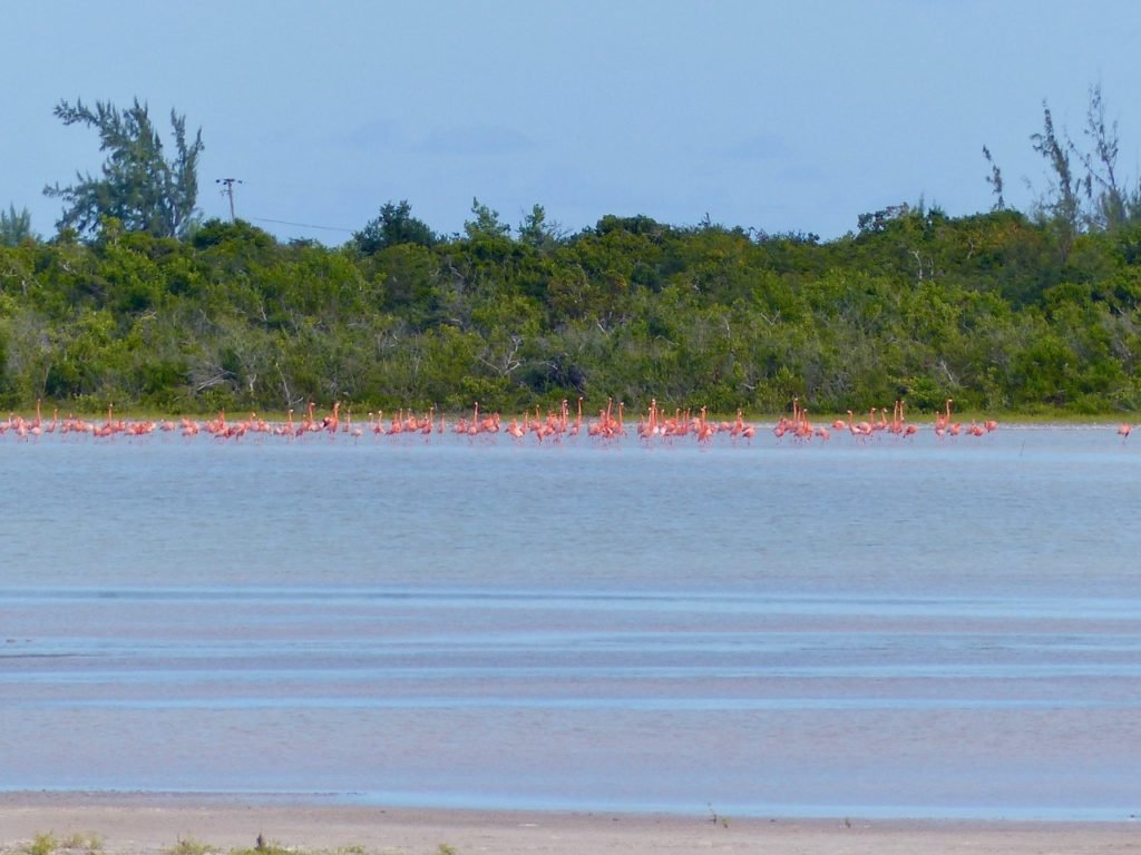 Flamingos now flourish on Anegada.