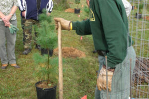 Help Restore Sleepy Creek When You Convert Turf To Trees