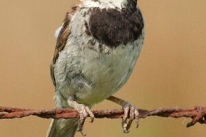 Eliminate the House Sparrow From Your Nesting Box–Raise the Floor