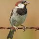 Identify and Deter the House Sparrow From Nesting Boxes