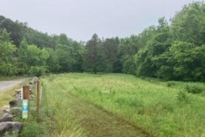 Getting into the Weeds: Restoring Richmond’s Grasslands