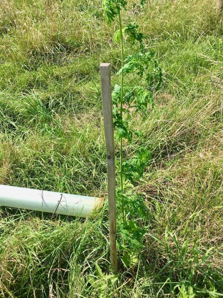 This ragweed is taller than the tree seedling