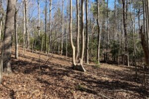 Easement Increases Protection of Totopotomoy Creek and Totopotomoy Creek Battlefield