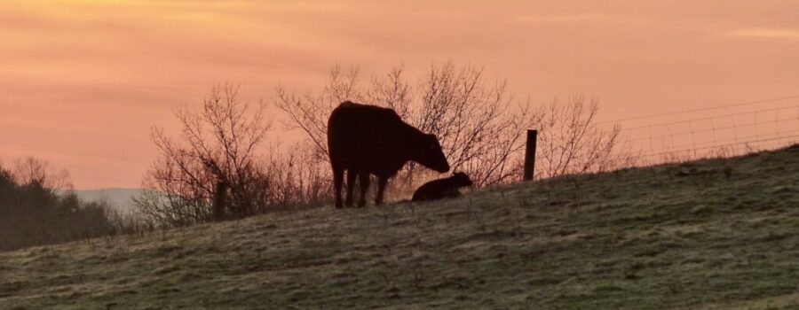 Calving Season 2023