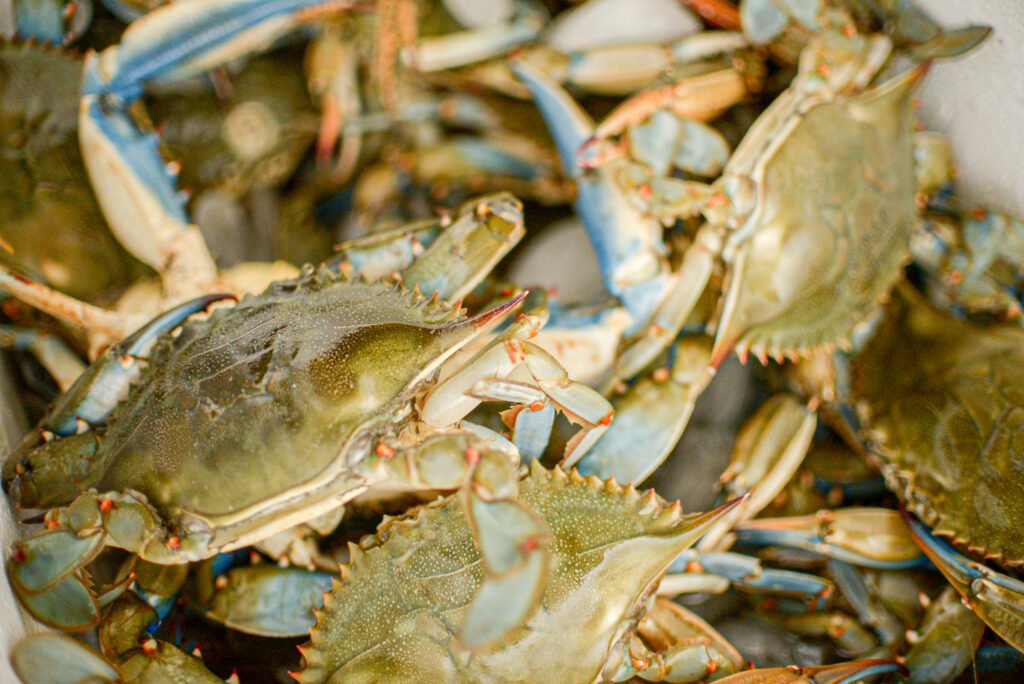 Chesapeake blue crabs