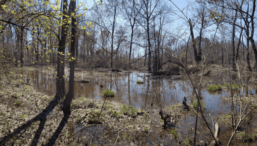 View of wetlands and trees at Chickahominy Crossings.