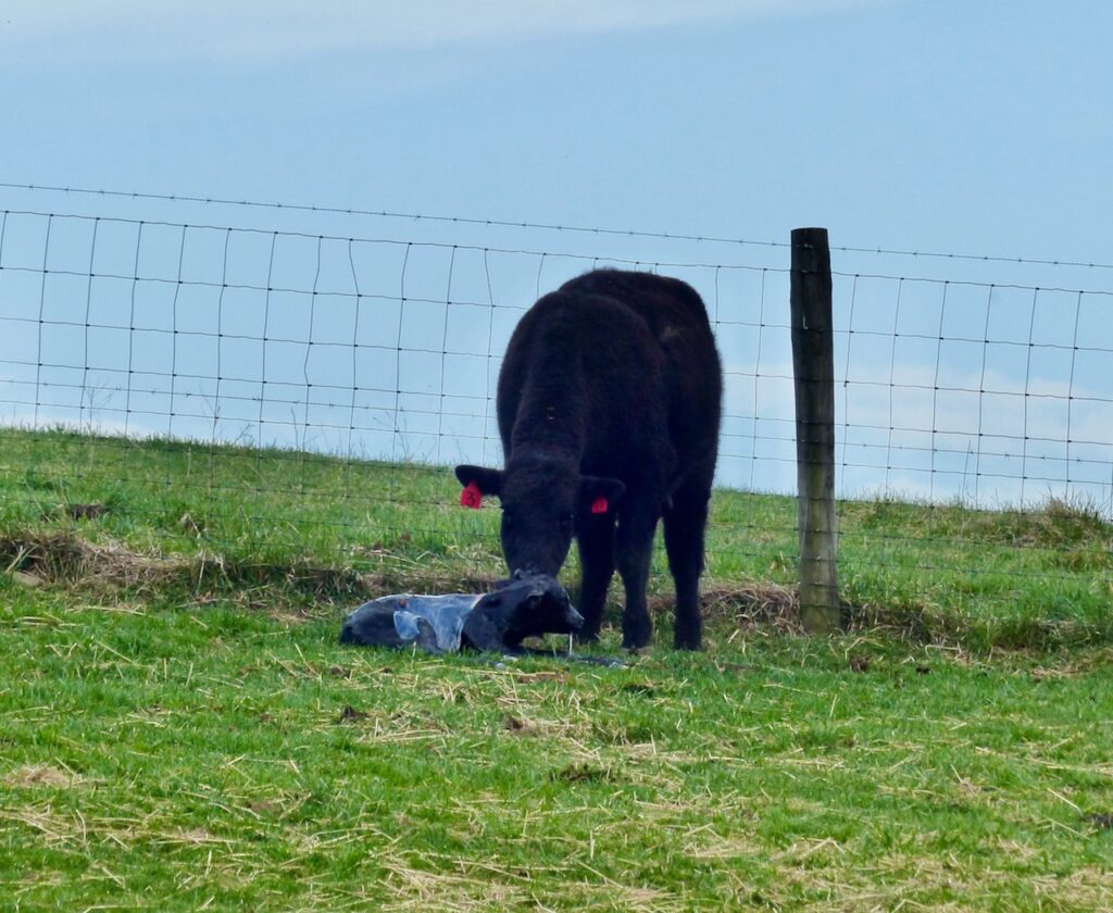 Heifer 3 calved.