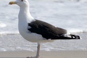 Connecting With Nature on the Eastern Shore of Virginia