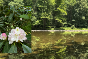 WV Rivers News: June 2026