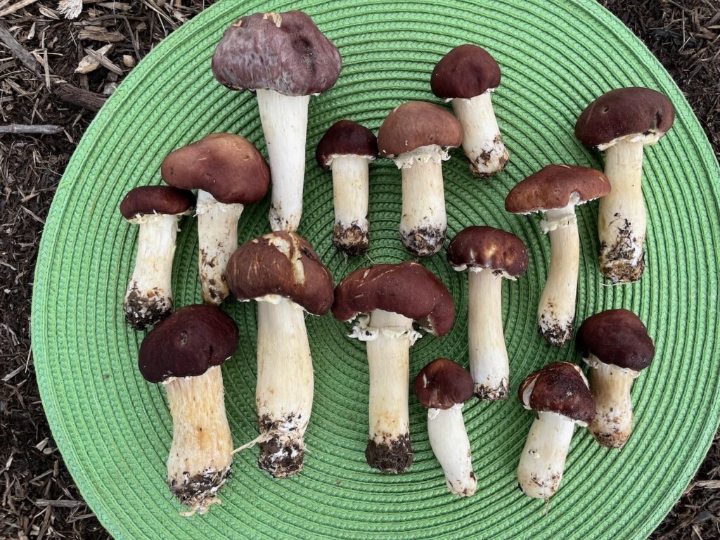 Wine caps