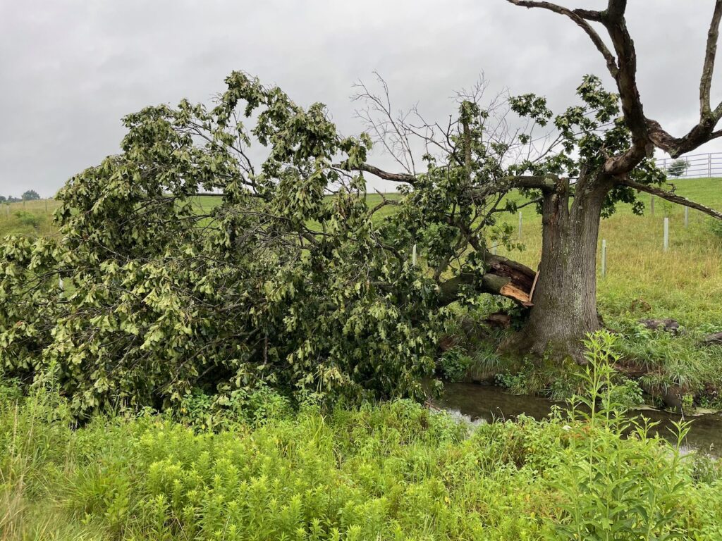 Fallen Black Oak