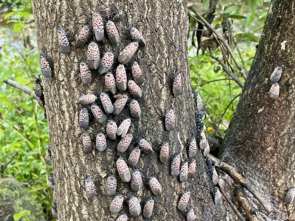 Spotted Lanternflies