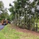 The Battle Against Two Invasives: Tree-of-Heaven and Spotted Lanternfly