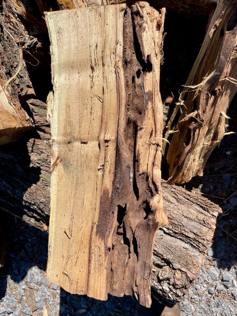 Borer damage