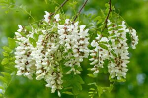 Black Locust blooms