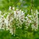 Ode to Black Locust Trees