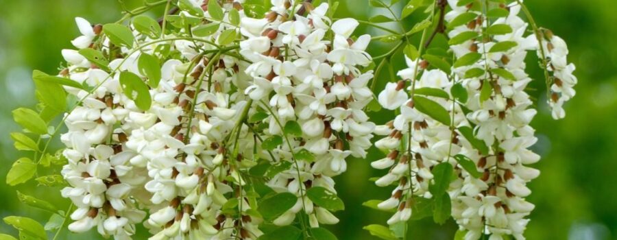 Black Locust blooms